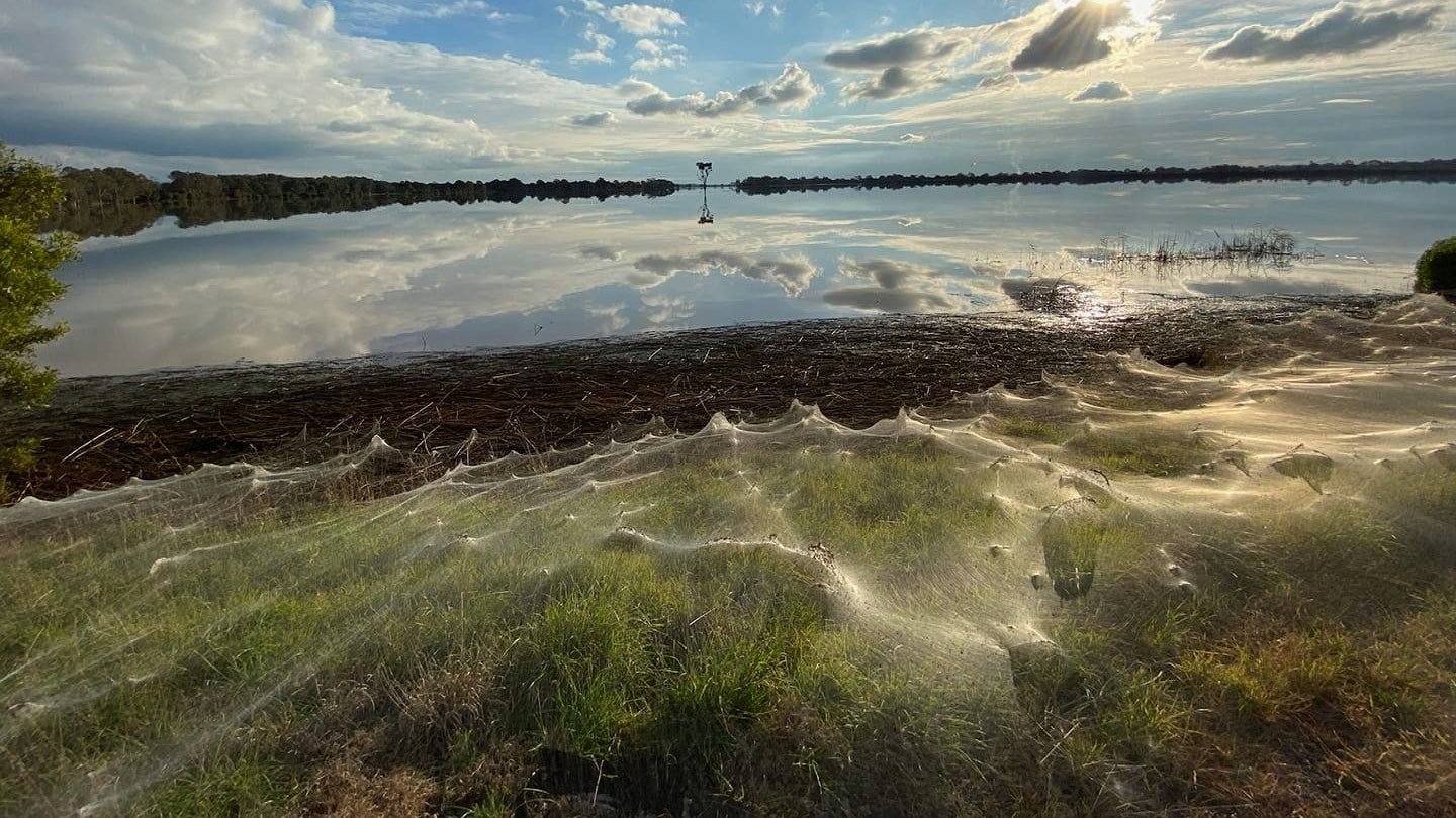 Nach einer heftigen Überschwemmung im australischen Traralgon, waren tausende Webspinnen damit beschäftigt, ihre Netze über die Vegetation zu spinnen um weiter nach oben zu gelangen.  