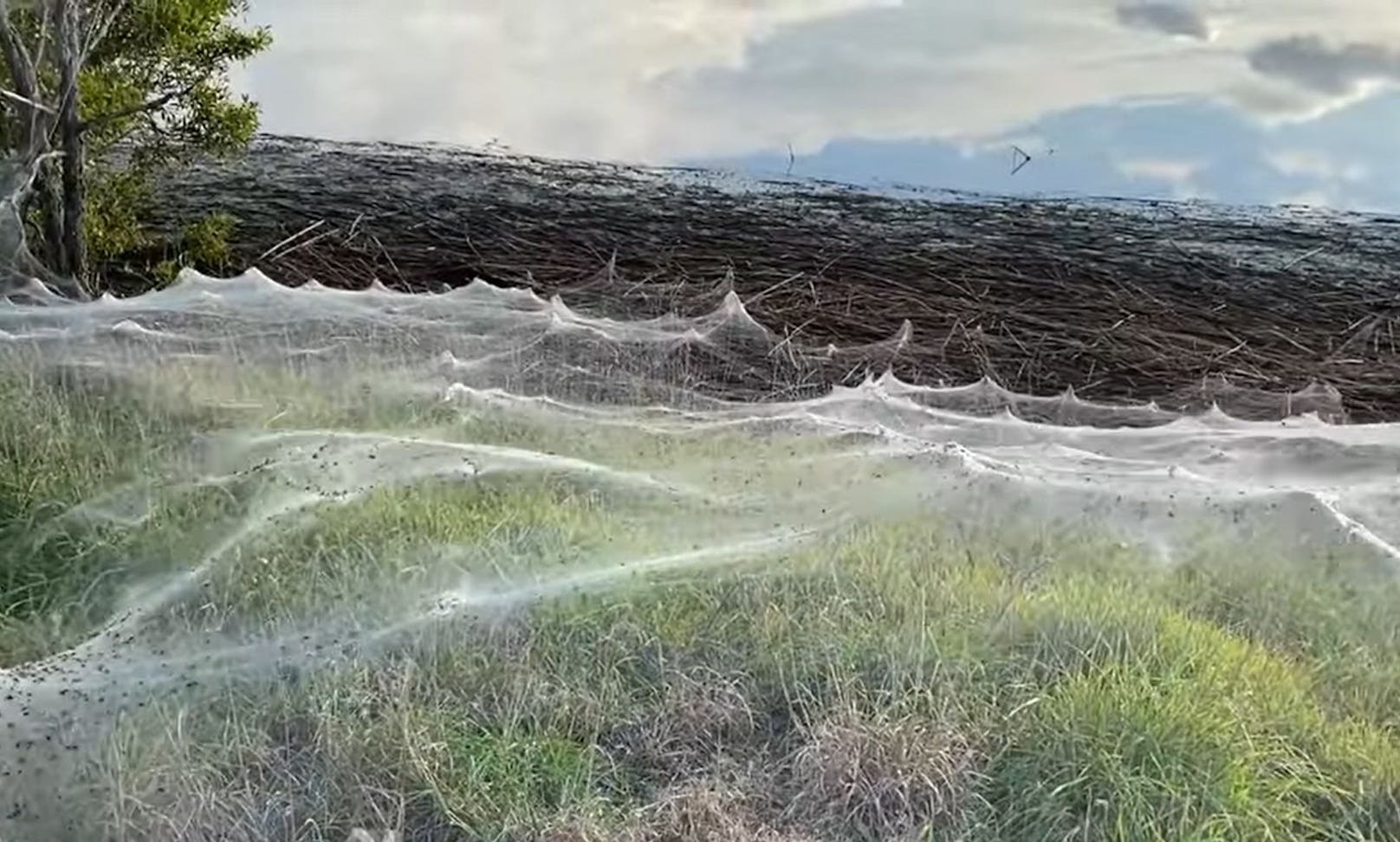 Tausende Webspinnen versuchten sich vor den Wassermassen in Sicherheit zu bringen und bauten wie verrückt.  