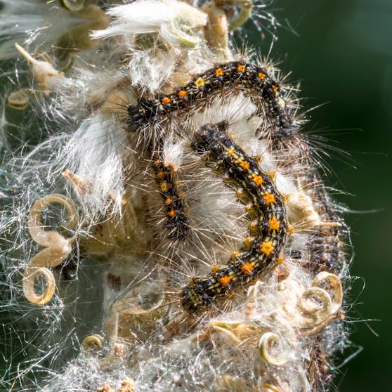 Mehrere Goldafterraupen in ihrem Gespinst an einer Blüte.