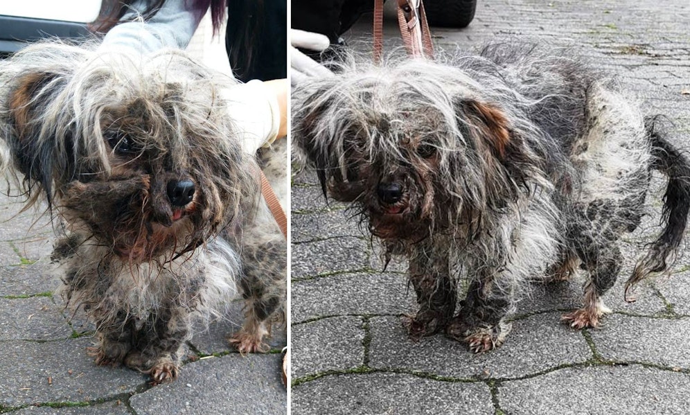 Verfilzt, verdreckt und bereits mit Maden und Milben befallen: 