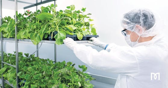 Die Forschenden nutzen die Blätter einer nahen Verwandten der Tabakpflanze – Nicotiana benthamiana – als Bioreaktoren, um einen Corona-Impfstoff herzustellen.