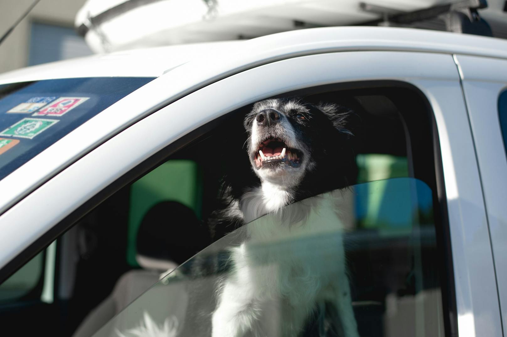 Auch für Hunde kann ein Auto bei Sommerhitze zur Todesfalle werden.