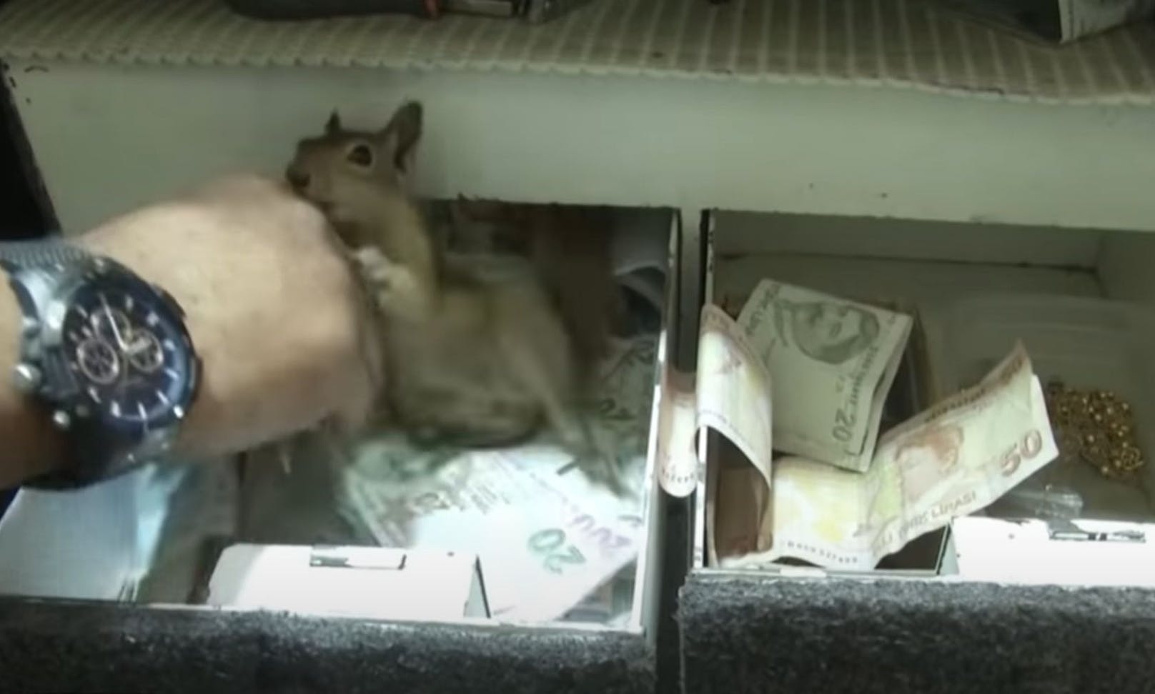 "Putz di!" Eichhörnchen "Memocan" bewacht die Geld-Schublade eines türkischen Juweliers.