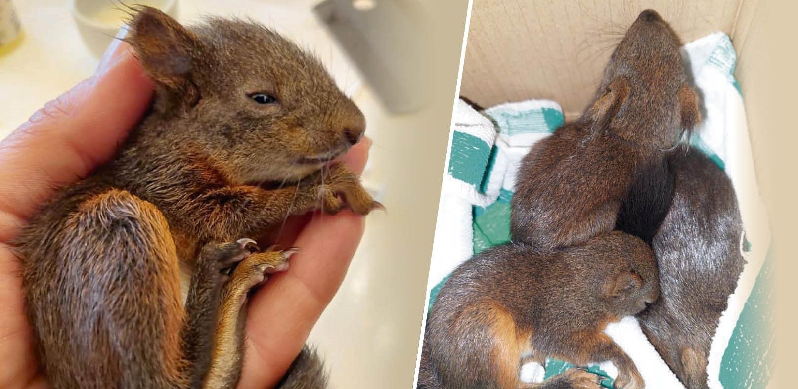 Ein Radfahrer fand die kleinen Eichkätzchen.