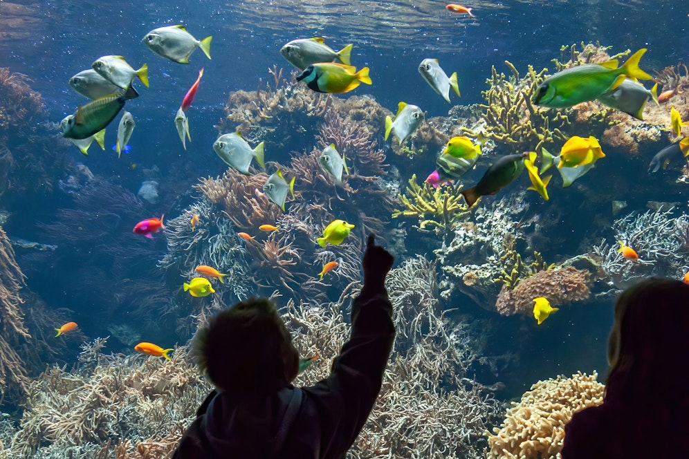 Mitten im Schönbrunner Tiergarten stolperte man über eine Tierart, die auch noch das Gelb des Zoos widerspiegelt.