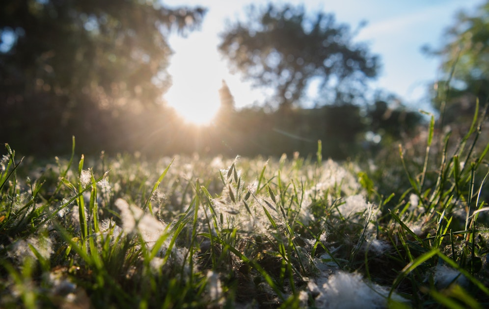 Die Samenfasern der Pappeln (Populus) fliegen aktuell in Unmengen umher und sehen aus wie dicke weiße Schneeflocken.