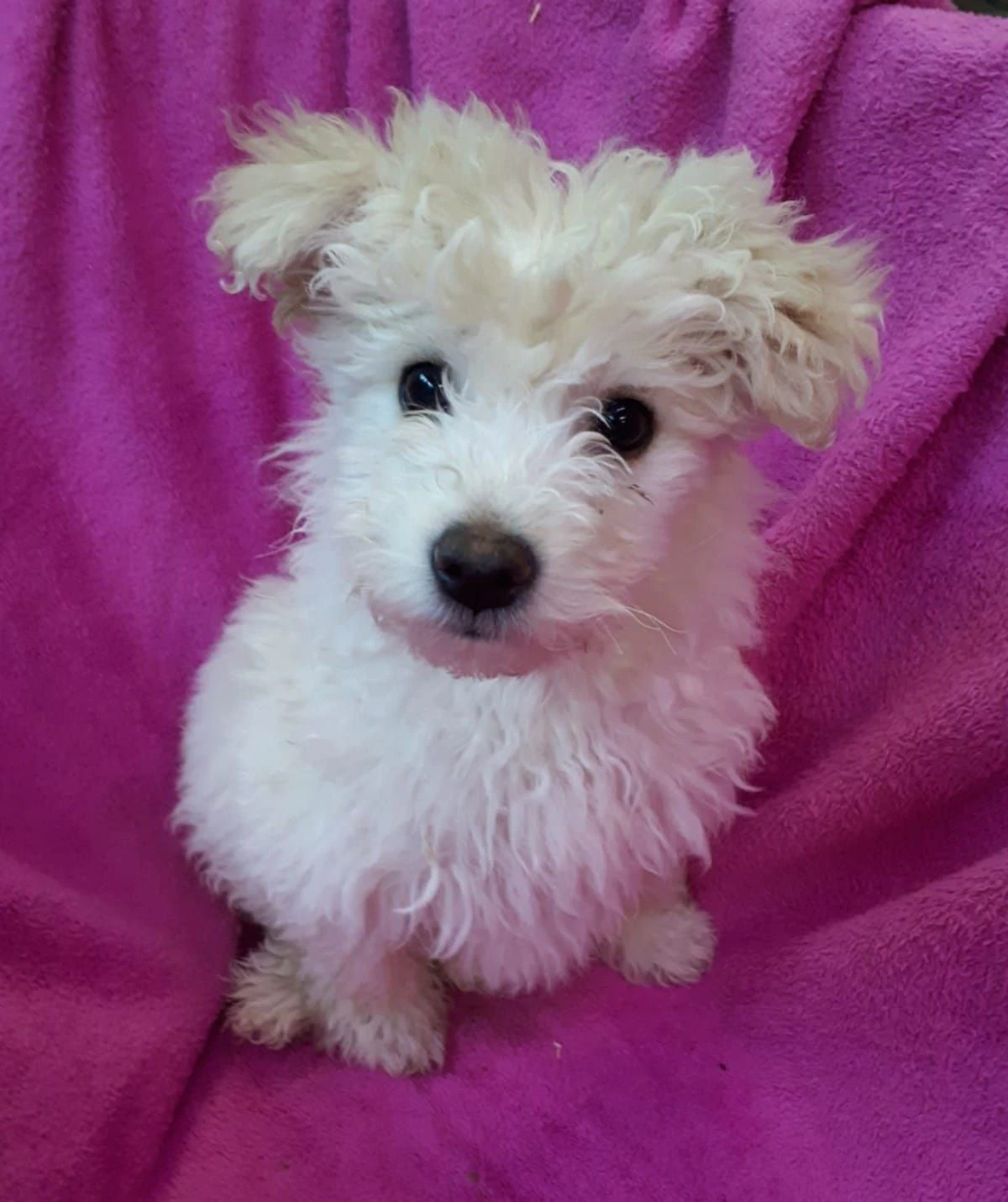 Das kleine Hündchen sucht eine Familie.