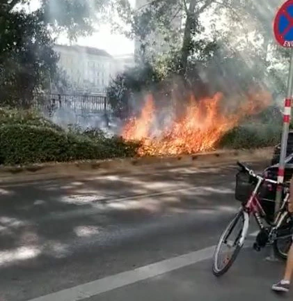 Das Feuer griff auf Sträucher über.