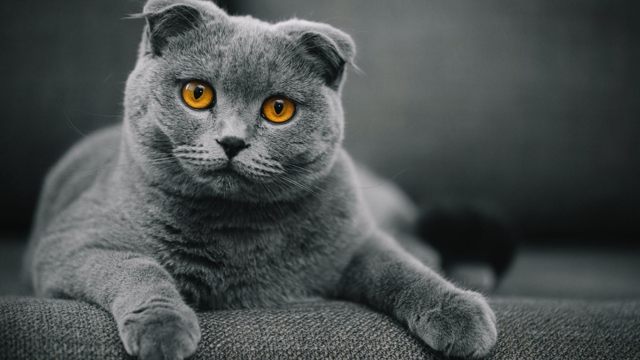 Heute.at - Die Scottish Fold - Warum sie bei uns verboten ist