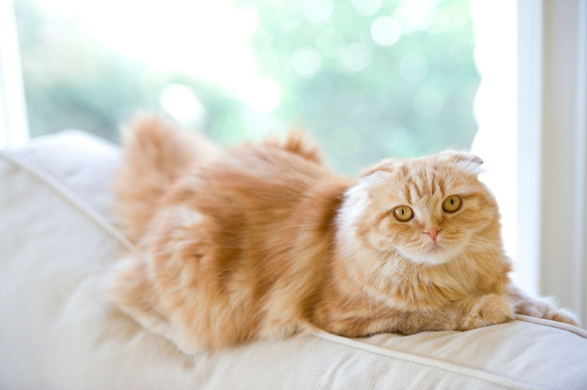 A picture of a Scottish Fold laying on a white couch in front of the window.
