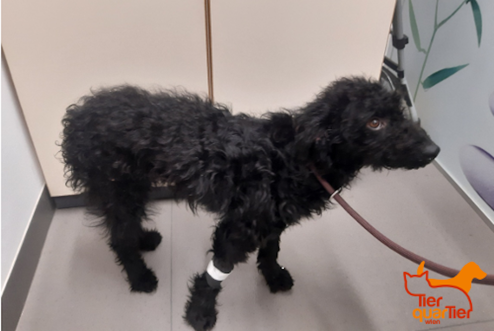 Die kleine Hiska wurde unter Vorspiegelung falscher Tatsachen im TierQuarTier Wien abgegeben. 