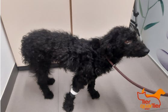 Die kleine Hiska wurde unter Vorspiegelung falscher Tatsachen im TierQuarTier Wien abgegeben.