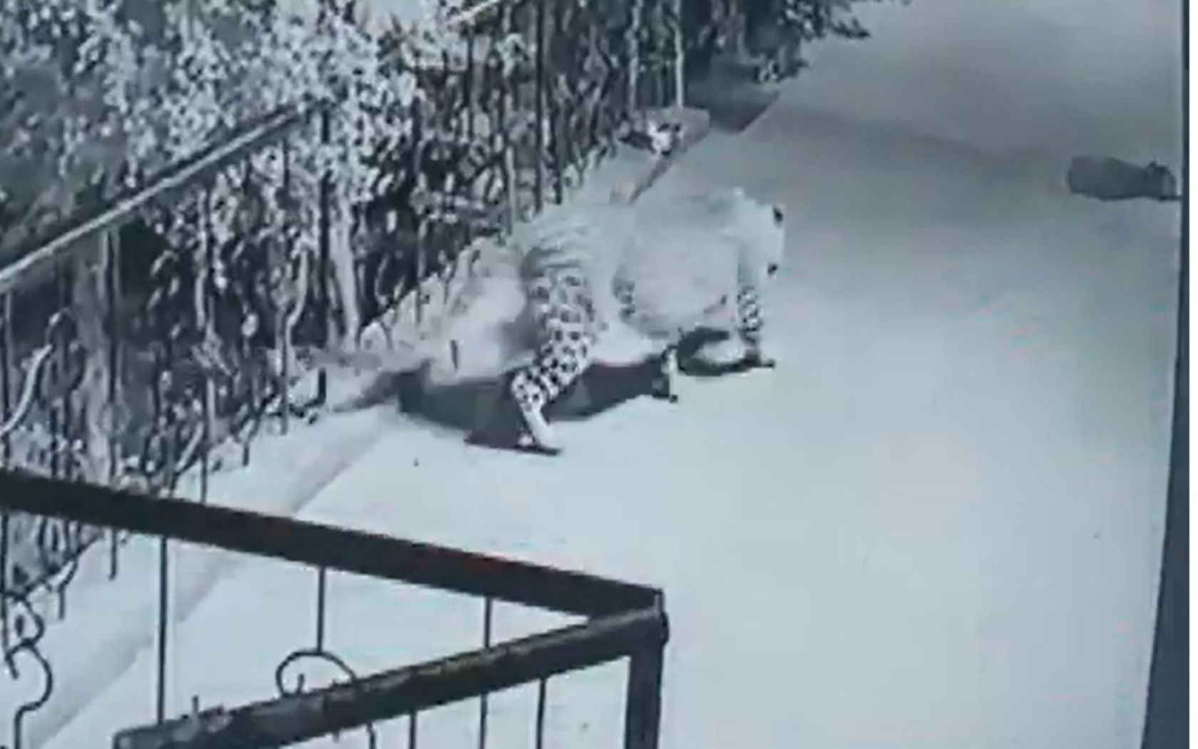 Das Hundebaby hatte nicht den Hauch einer Chance. Auf leisen Sohlen schlich sich der Leopard auf die Terrasse.  