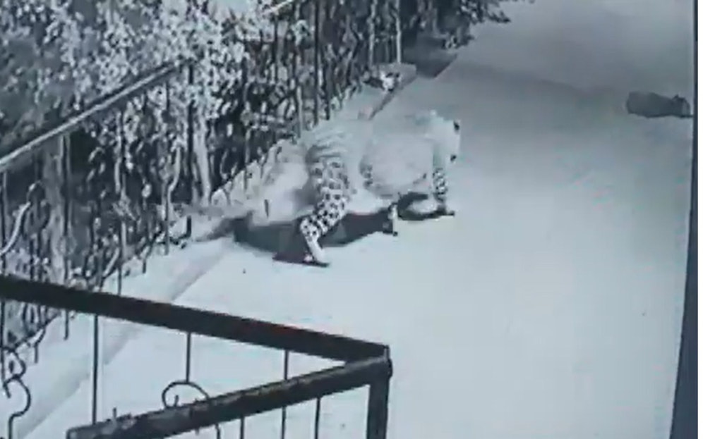 Das Hundebaby hatte nicht den Hauch einer Chance. Auf leisen Sohlen schlich sich der Leopard auf die Terrasse.  