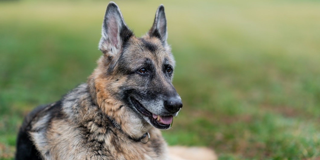 USPräsident Biden trauert um seinen Hund &quot;Champ&quot; Welt heute.at