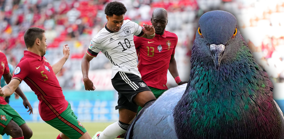 Die Taube ist der beste Mann am Platz