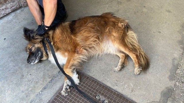 Der süße Vierbeiner wurde in letzter Minute aus dem Hitzeauto gerettet.