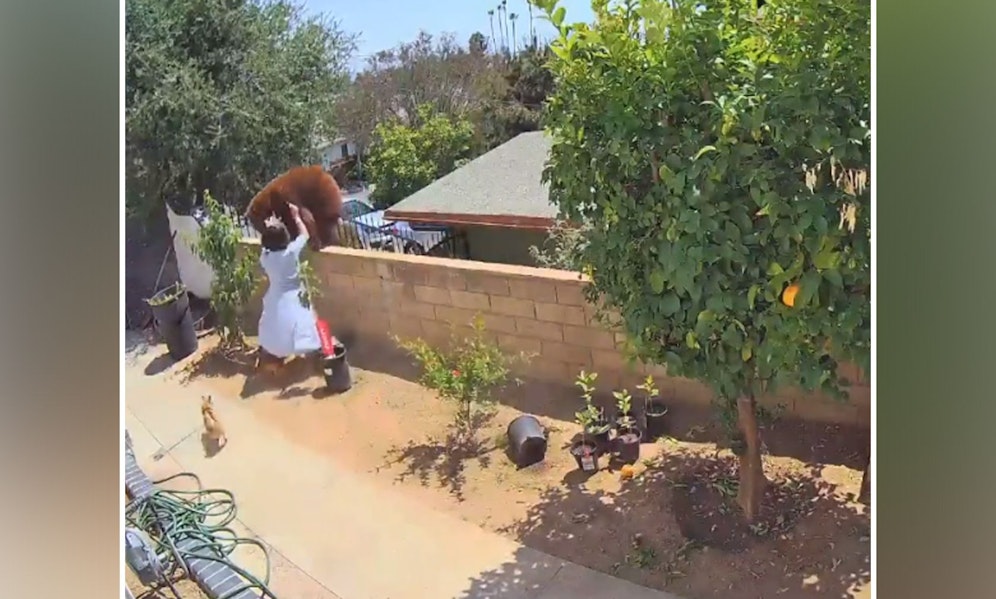 Unfassbar. Die zierliche Frau schupst doch tatsächlich die Bärenmutter wieder von der Mauer.
