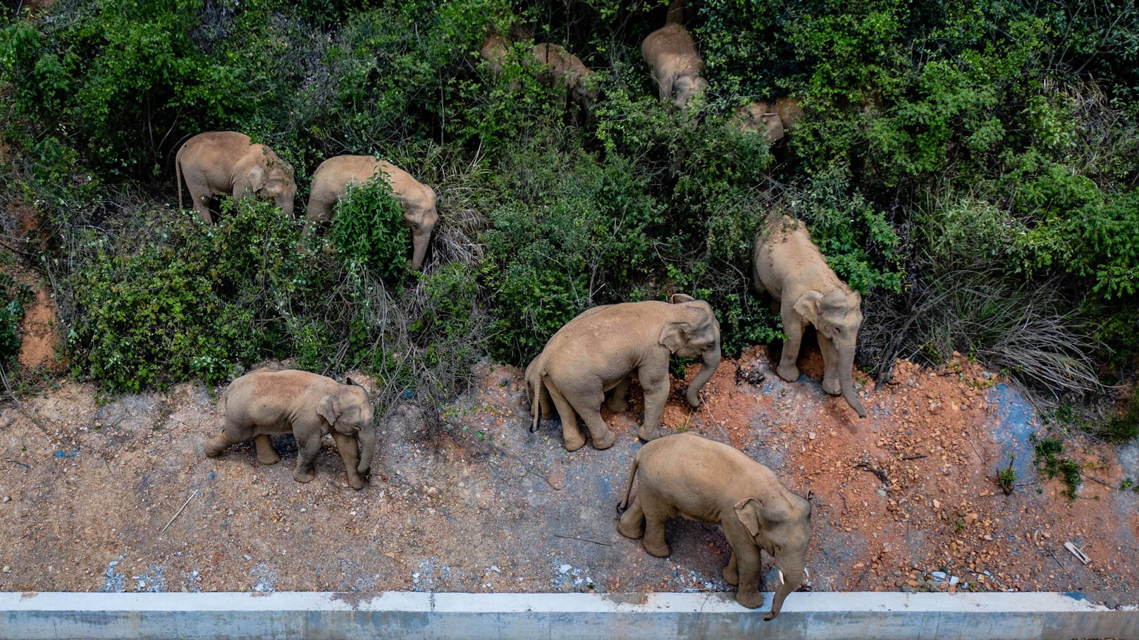 15 Elefanten marschieren seit Monaten durch die Provinu Yunnan.