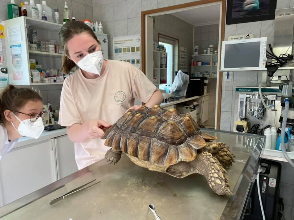 Die Spornschildkröte wurde ordentlich durchgecheckt.