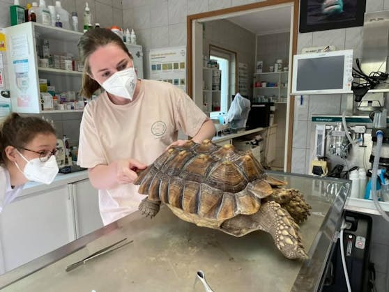 Die Spornschildkröte wurde ordentlich durchgecheckt.