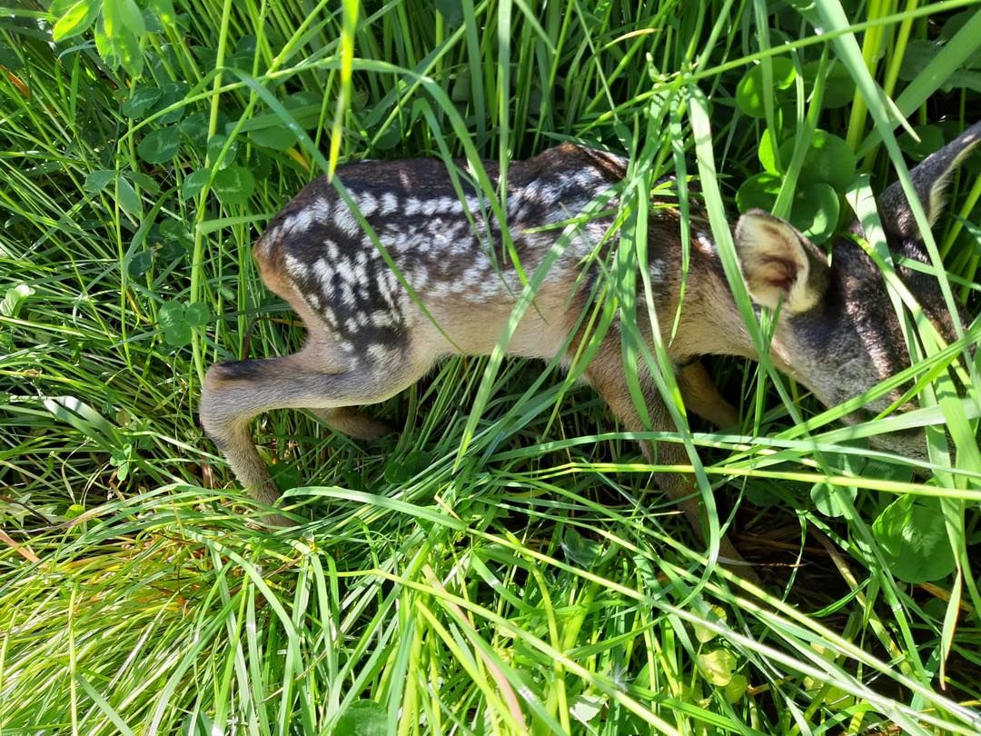 Die kleinen Kitze wurden aus der Gefahrenzone entfernt.