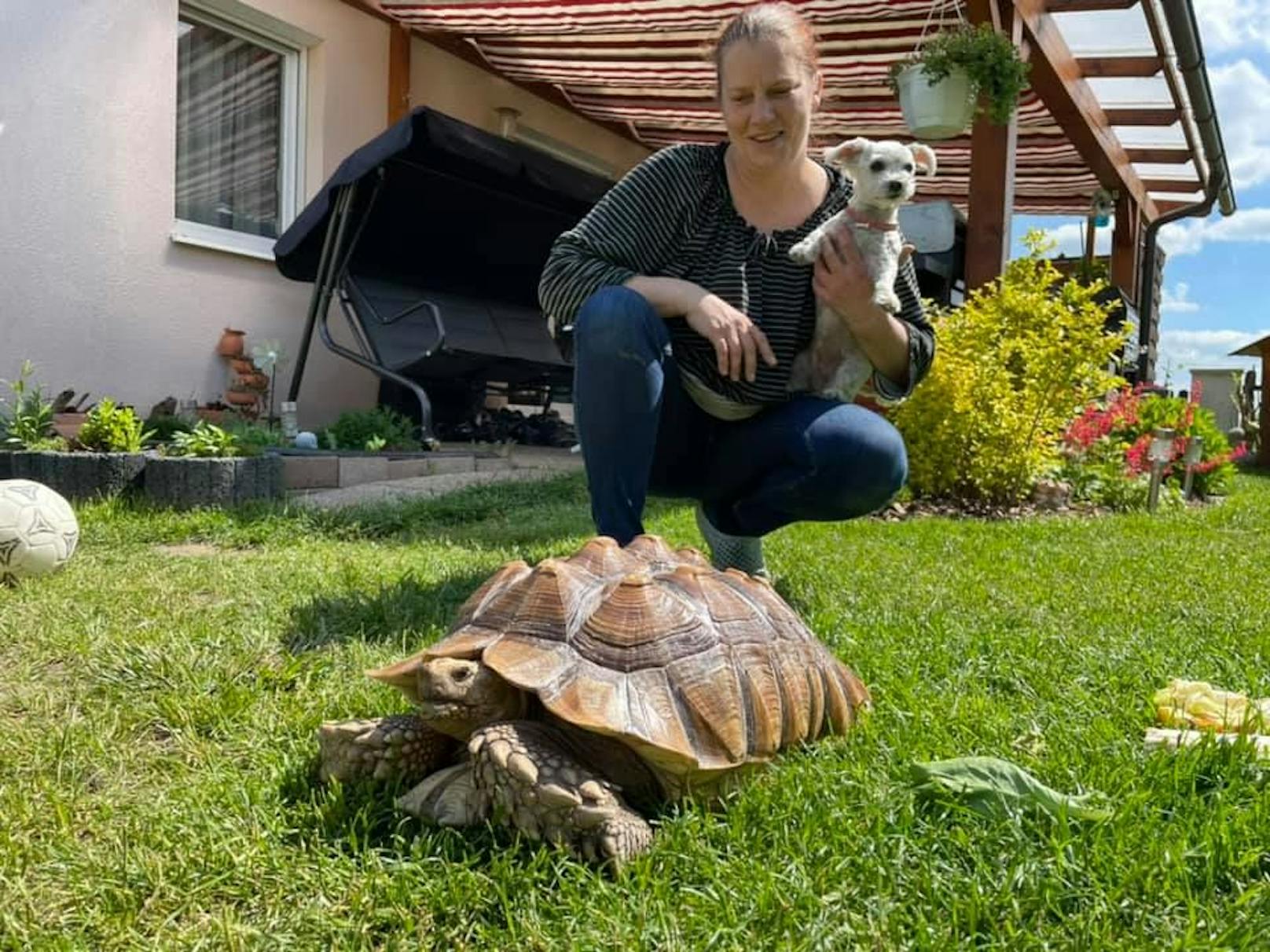 Diese Spornschildkröte wurde von dieser Dame gerettet.