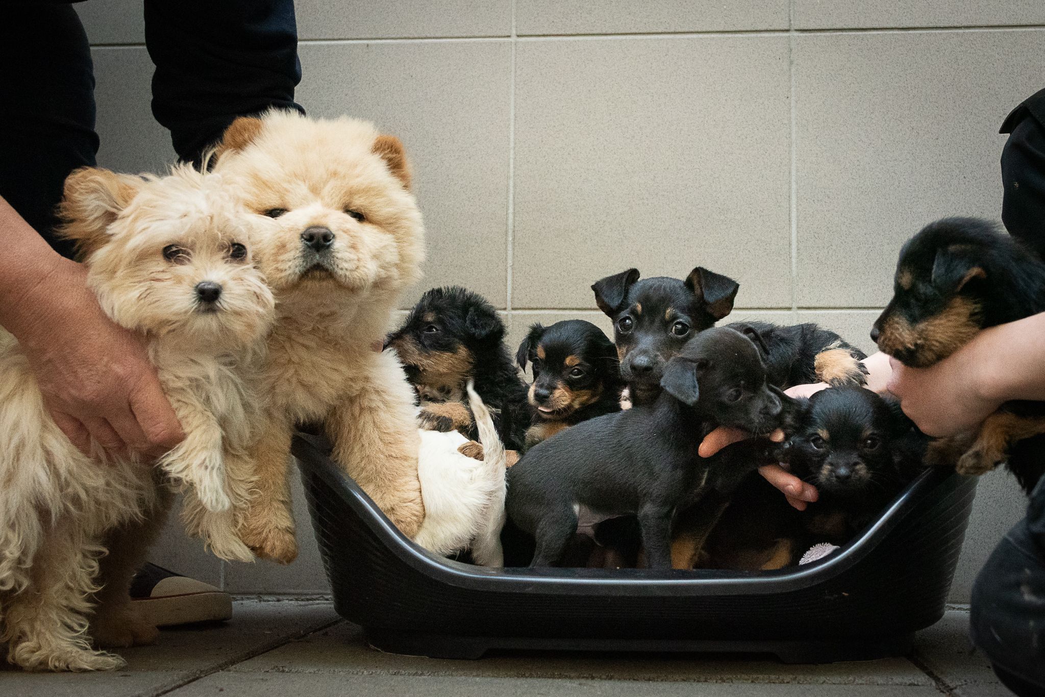 Die jungen Hunde waren 20 Stunden unterwegs.