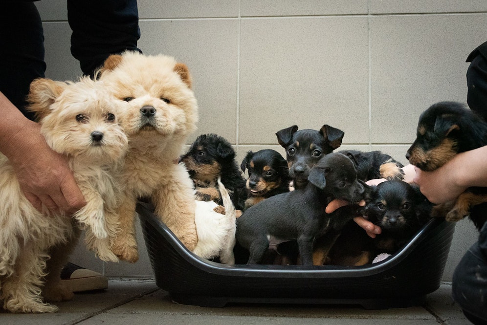 Die jungen Hunde waren 20 Stunden unterwegs.