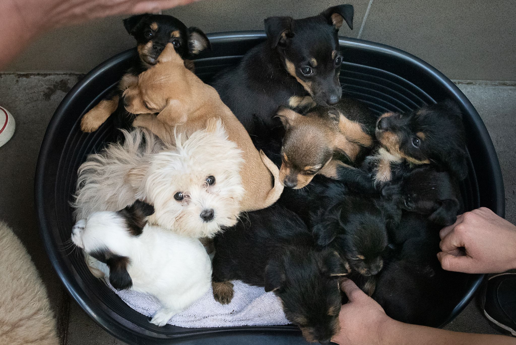 Die Hundebabys werden im Tierheim Brunn liebevoll umsorgt.