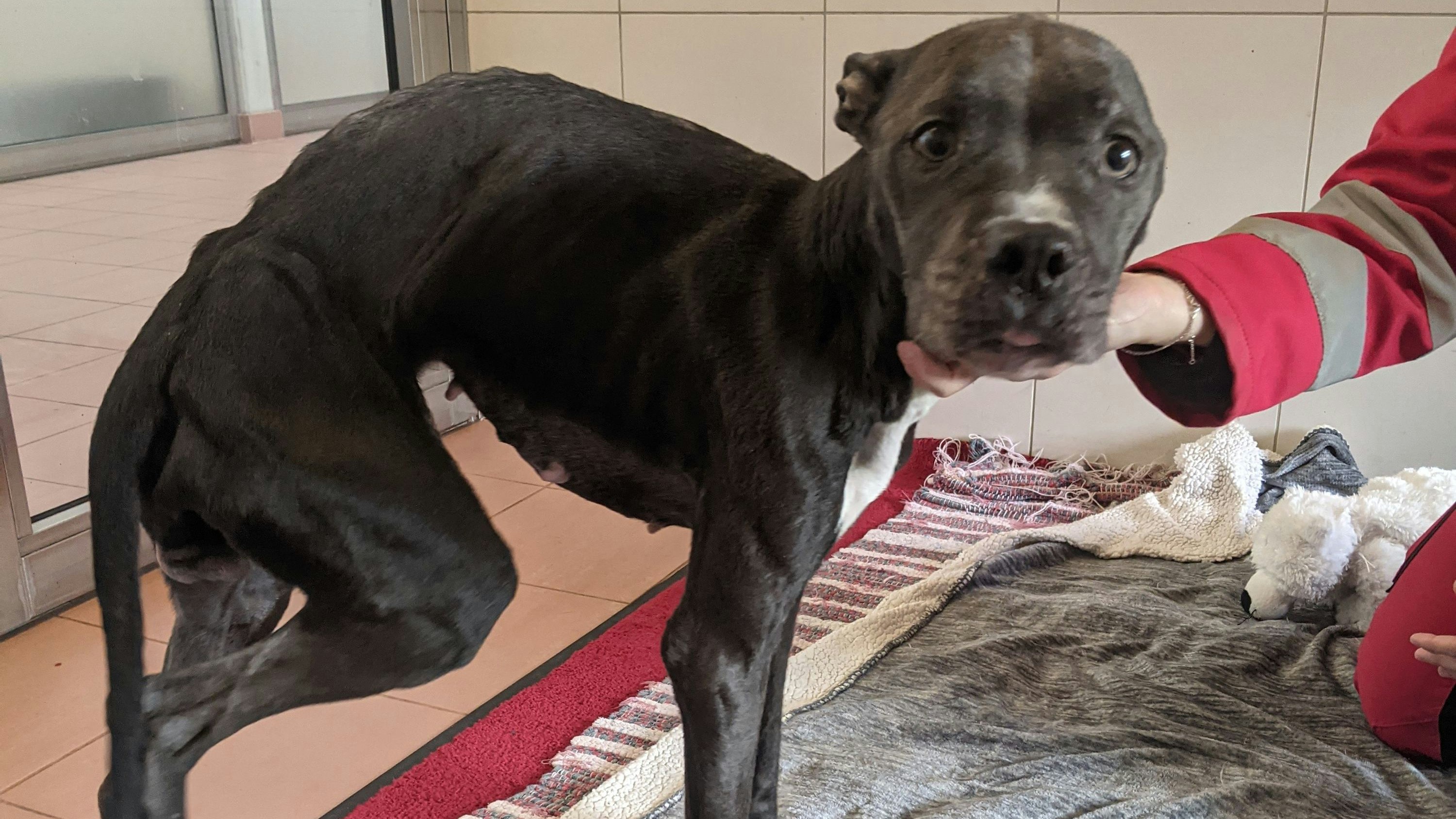 Hündin "Olivia" war ein Häufchen Elend. 