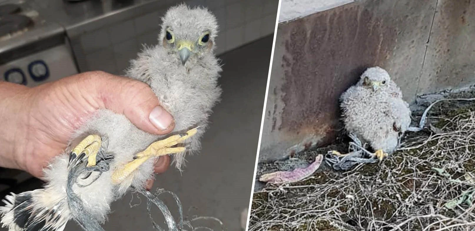 Die Tierrettung befreite den Jungvogel aus seiner misslichen Lage.