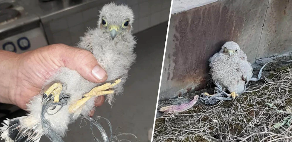 Die Tierrettung befreite den Jungvogel aus seiner misslichen Lage.
