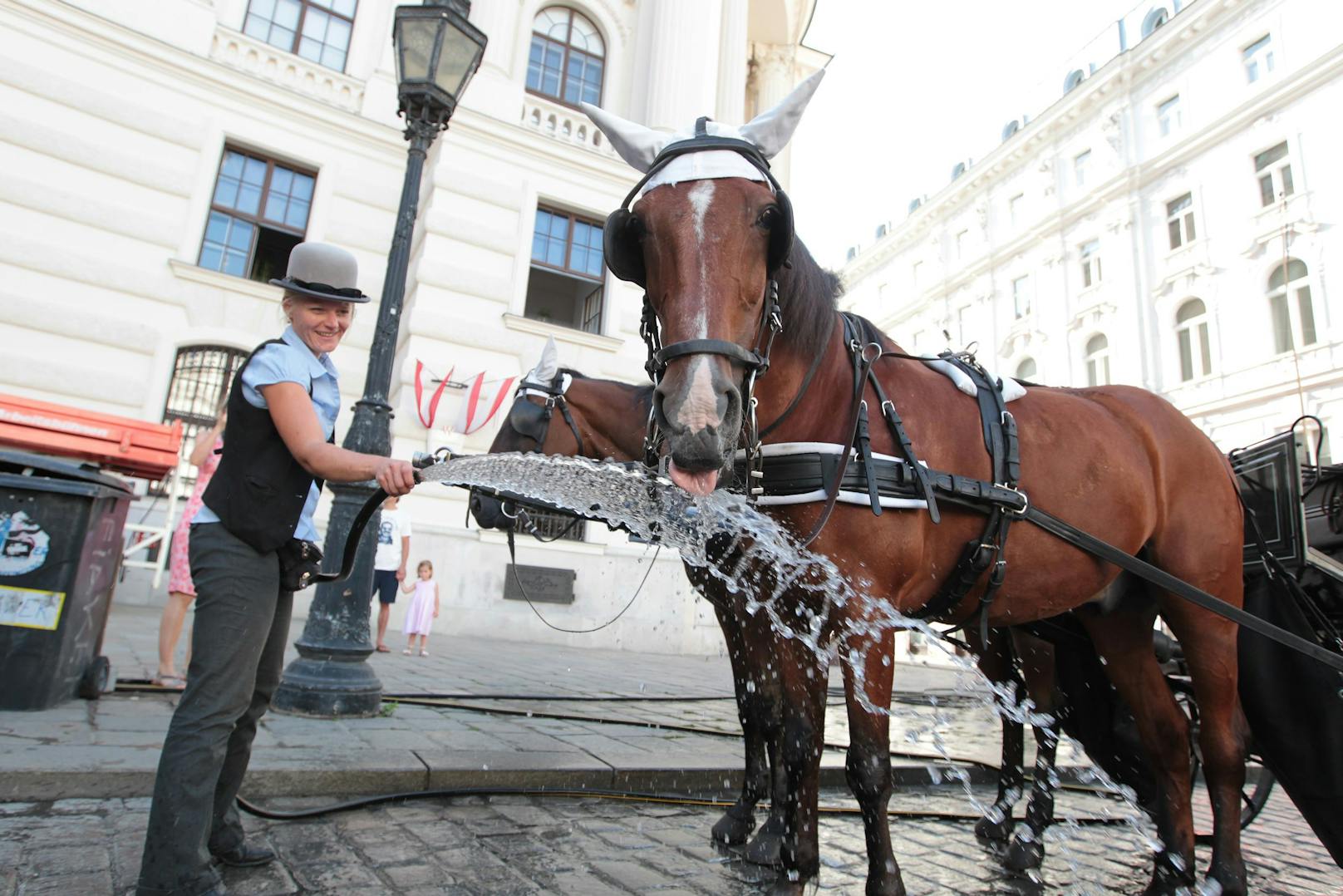 Die Fiaker-Pferde leiden unter der Hitze. Duschen mit kaltem Wasser sollen helfen.