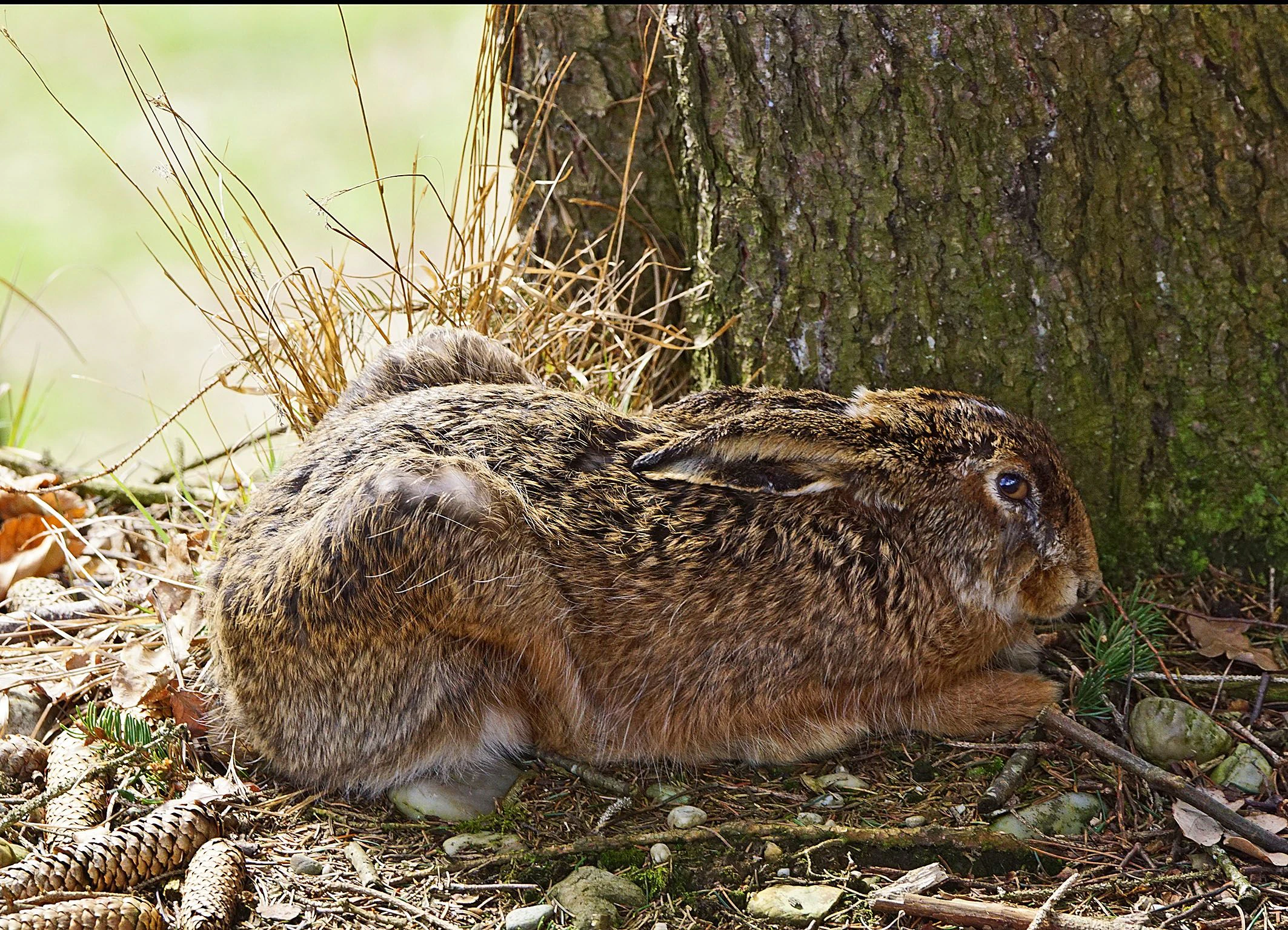 Wieder wurde ein Hase getötet und an einen Baum genagelt.