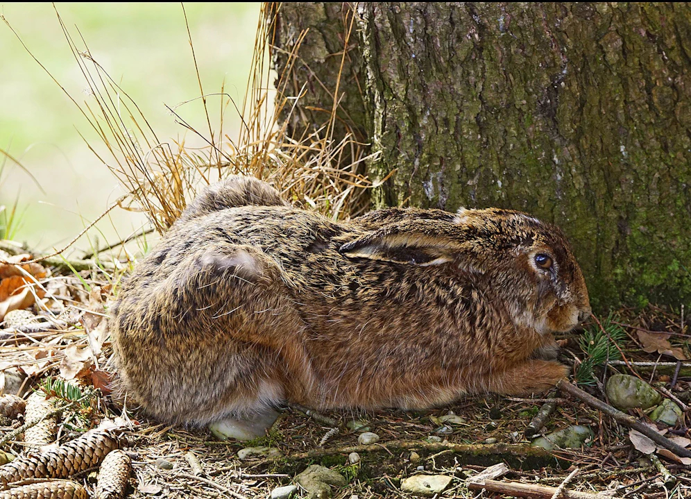 Wieder wurde ein Hase getötet und an einen Baum genagelt.
