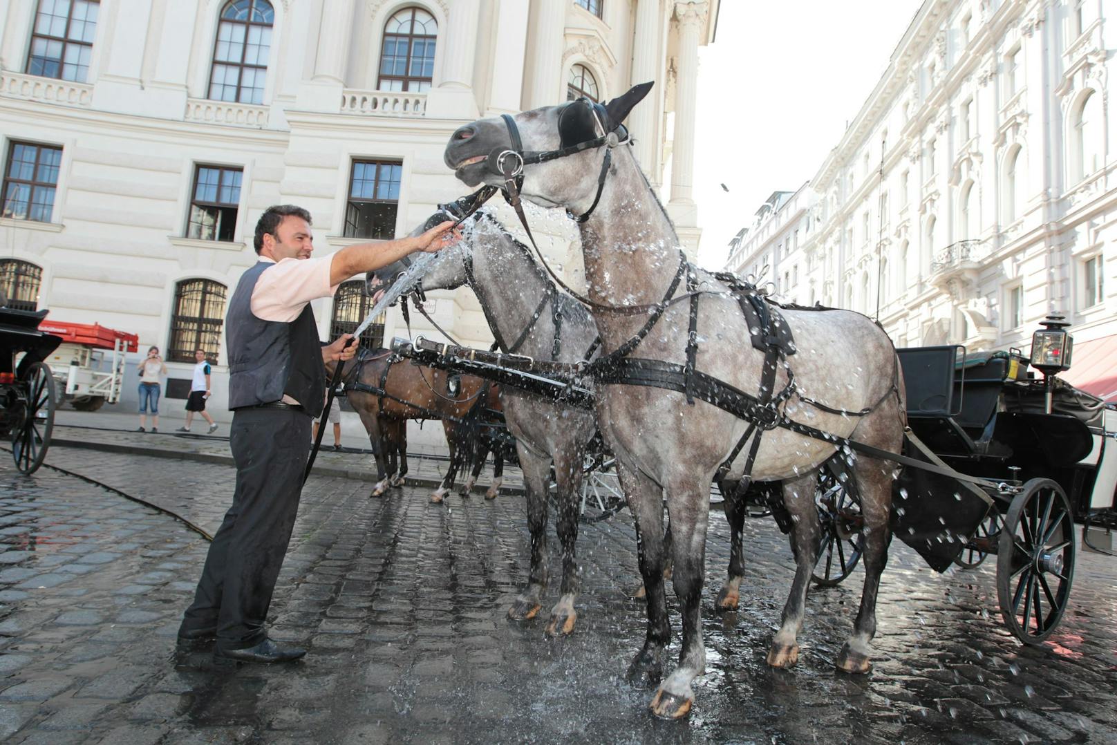 Die Fiaker-Pferde leiden unter der Hitze. Duschen mit kaltem Wasser sollen helfen.