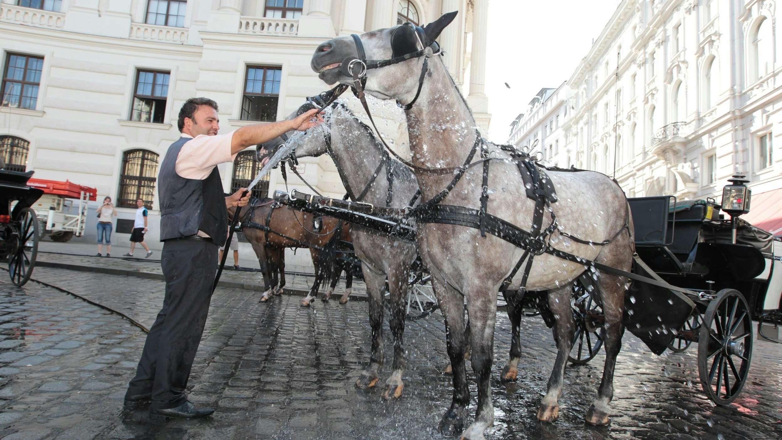 Die Fiaker-Pferde leiden unter der Hitze. Duschen mit kaltem Wasser sollen helfen.