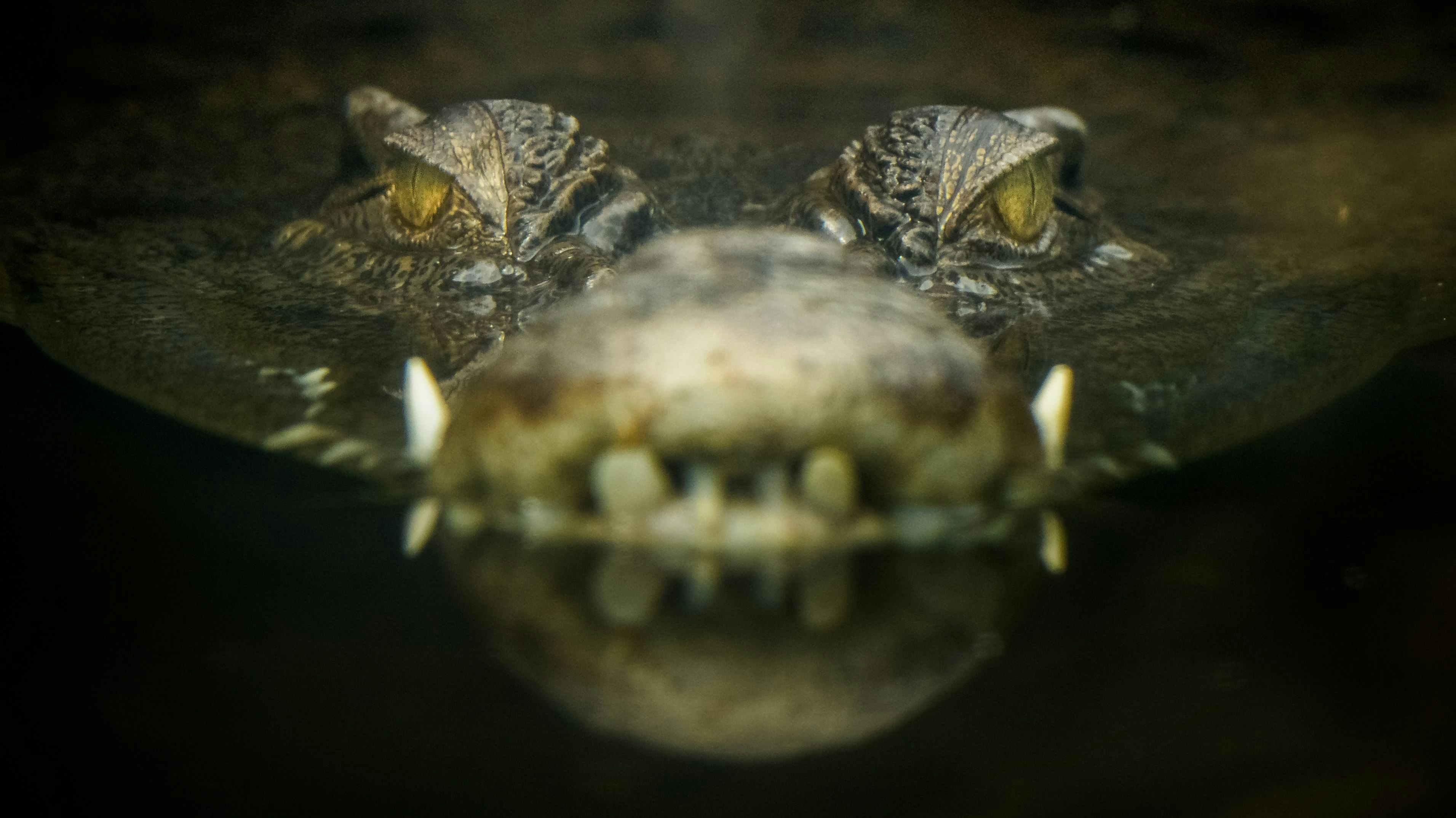 Ein Mann aus Indonesien soll Krokodile häufig mit Hunden gefüttert haben - nun wurde er selbst gefressen. 