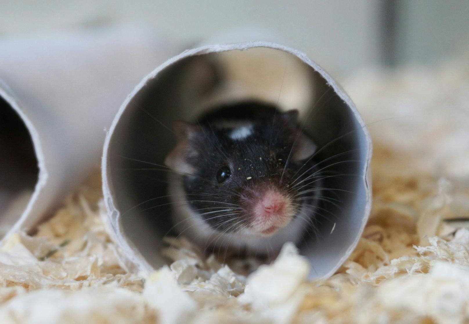 <strong>JUSTIN, BAKTUS &amp; CO.: </strong>Mäuse sind pfiffige, intelligente Tiere. Sie sind dämmerungs- und nachtaktiv und äußerst sozial. Deshalb müssen sie mindestens zu zweit gehalten werden und bereiten ihrem Halter viel Freude!&nbsp;