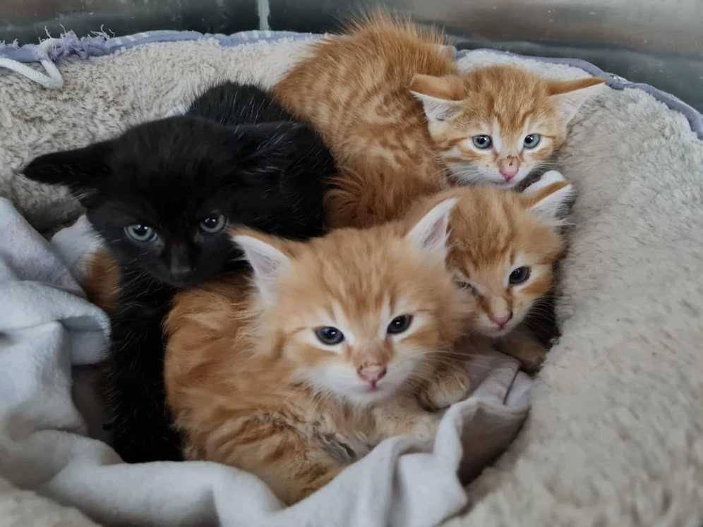 Das Quartett sucht eine neue Familie