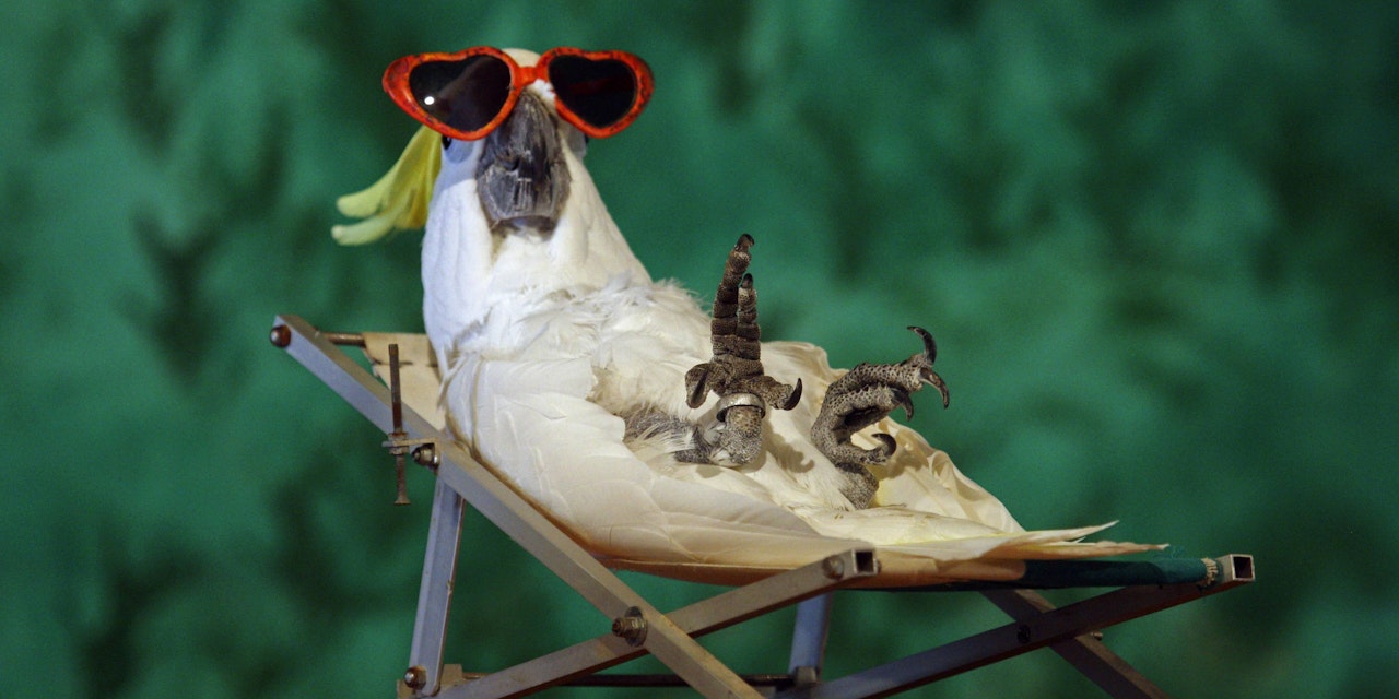 Die lustigsten SommerTierbilder! Schick uns dein Foto Heute.at