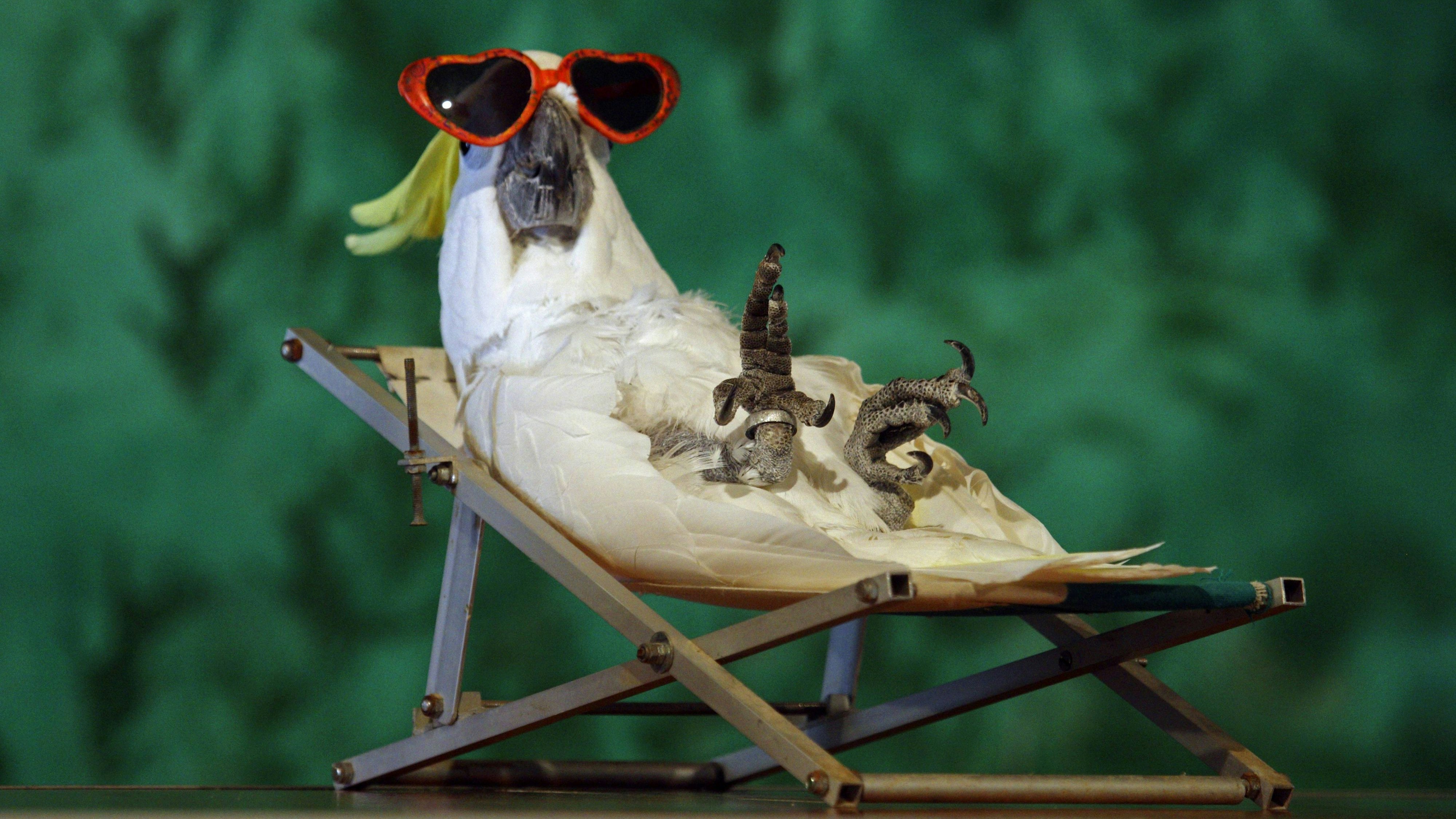 (Kakadu) So trotzen die Tiere den "Hundstagen". 