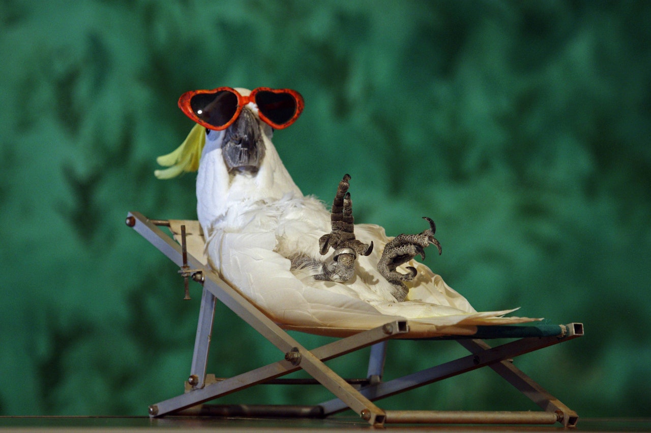 Heute.at - Die lustigsten Sommer-Tierbilder! Schick uns dein Foto