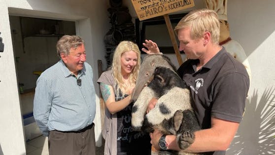 Richard Lugner mit seiner Simone, Ameisenbärbaby Cornelio, Geschäftsführer Rainer Zöchling (vlnr)
