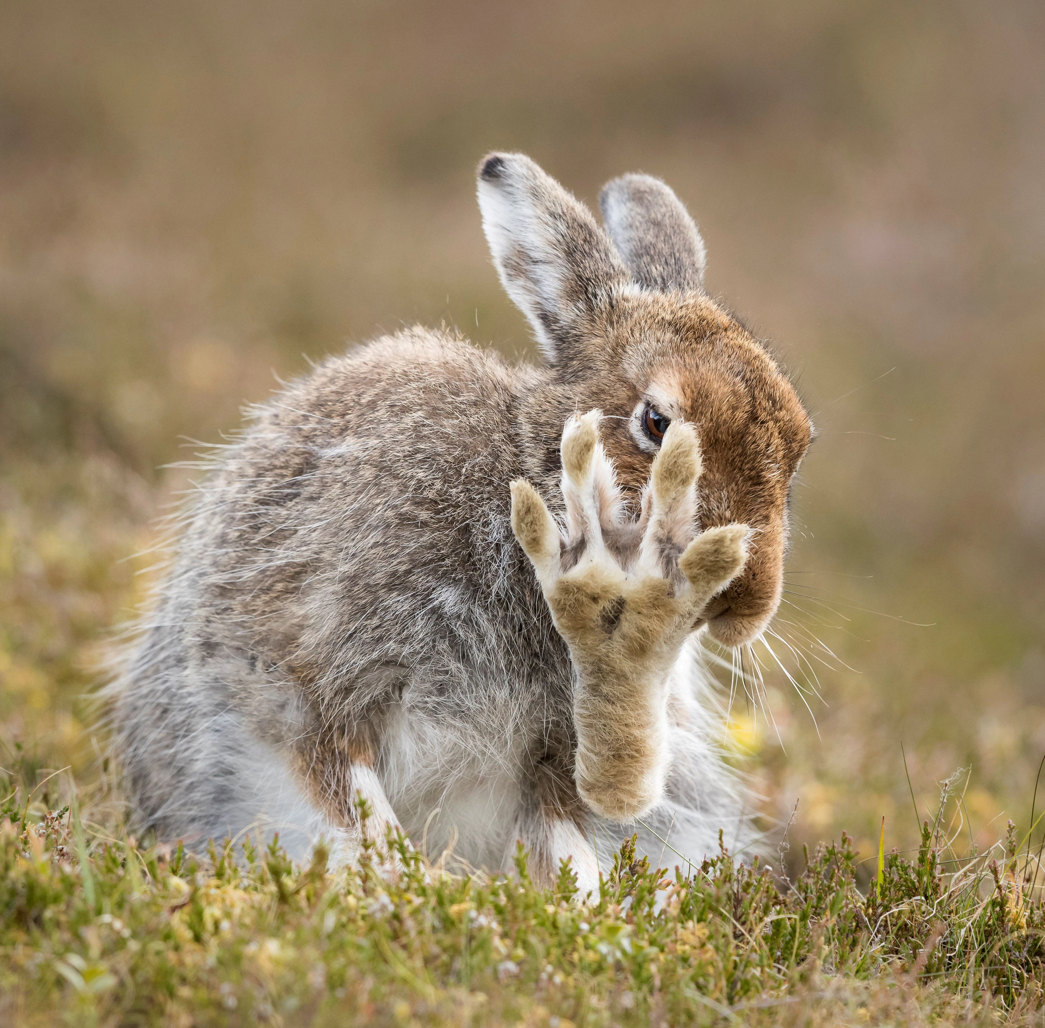 (Hase) So trotzen die Tiere den "Hundstagen". 