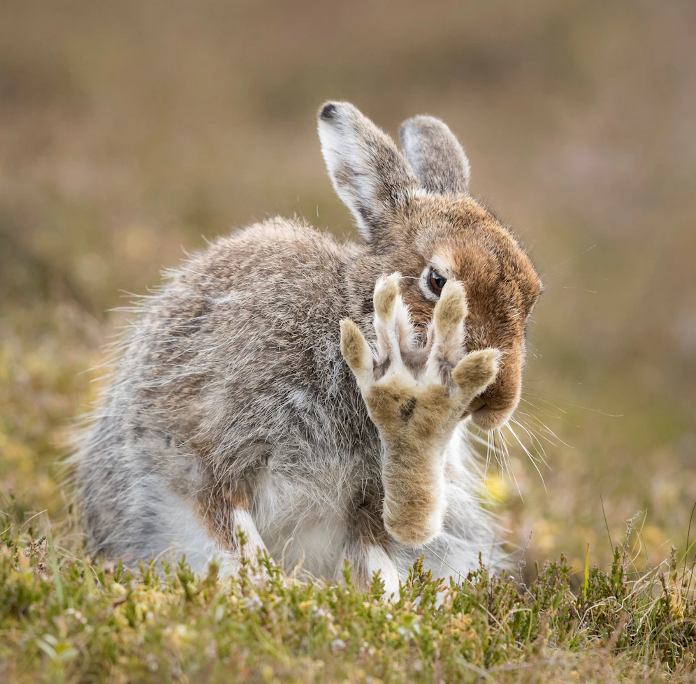 Symbolfoto eines Hasen.