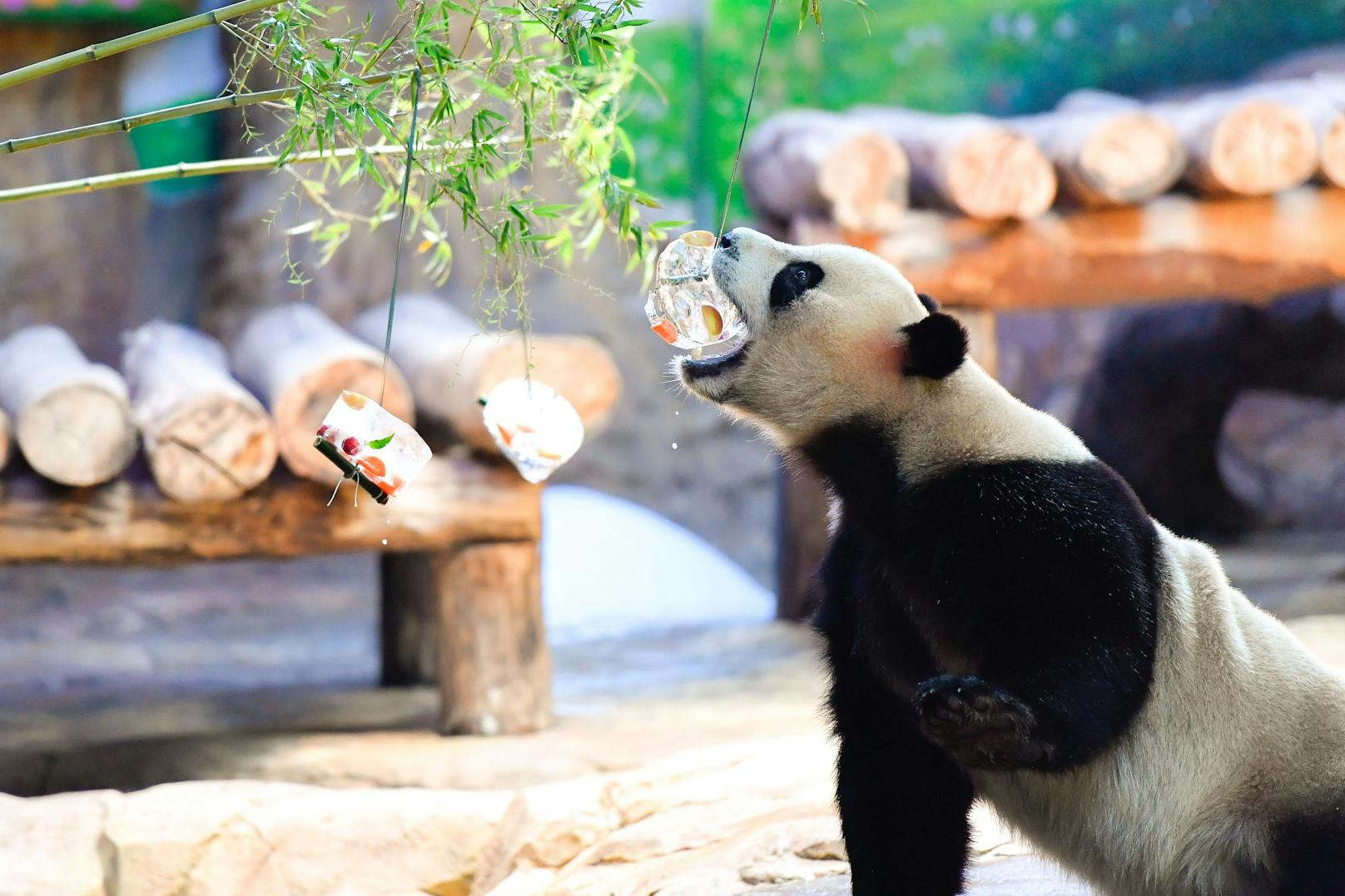 (Großer Panda) So trotzen die Tiere den "Hundstagen". 