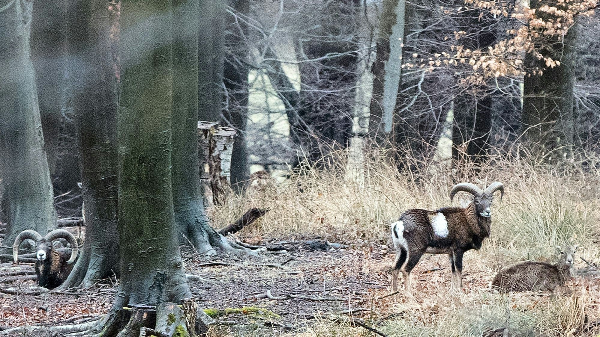Mufflons stehen im Lainzer Tiergarten auf der Abschussliste.