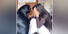 Böser "Listenhund" - das passiert wenn Frauchen weint